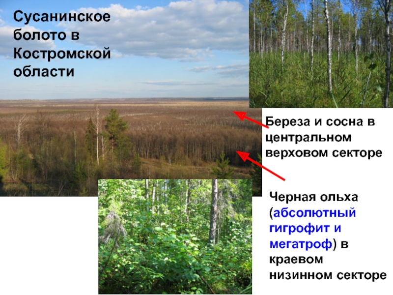 Каковы отличия низинных и верховых болот. Верховые и низинные болота. Берёза гигрофит. Сосна это гигрофит. Низинные болота в Сосновом Бору.