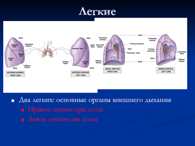 Основной легкая. Правое легкое (БАВ). Корень легкого АБВ БАВ. Левое легкое БАВ. Правое легкое АБВ.