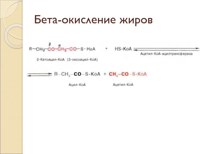 Процесс бета окисления