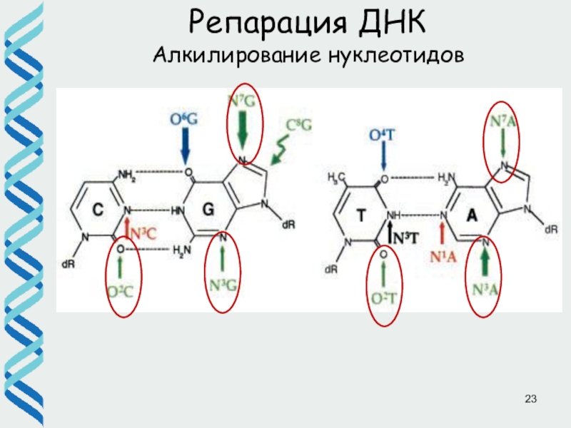 Репарация днк презентация