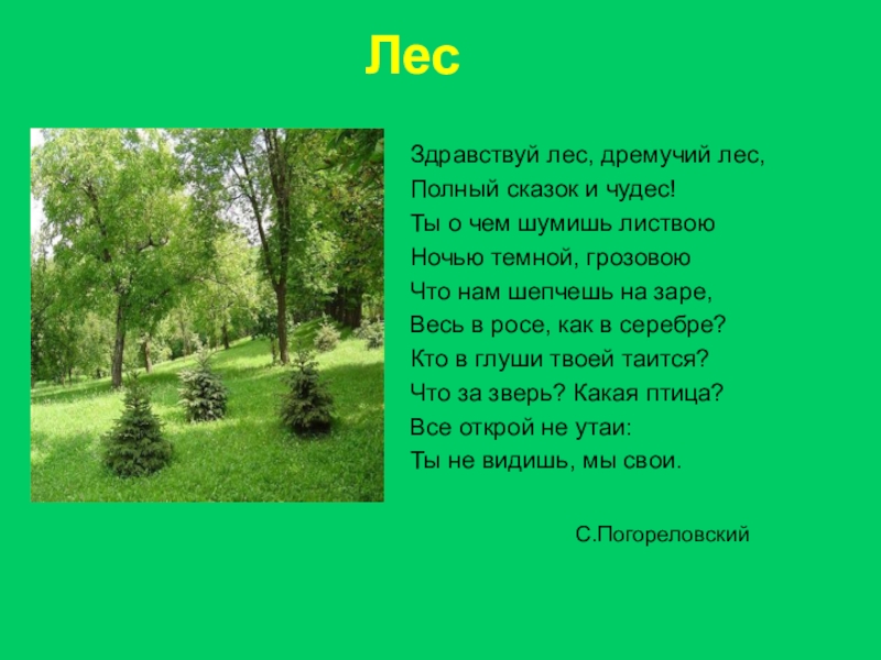 Стихи о лесе. Стихи про леса. Стихотворение про лес. Стихотворение про лесс.