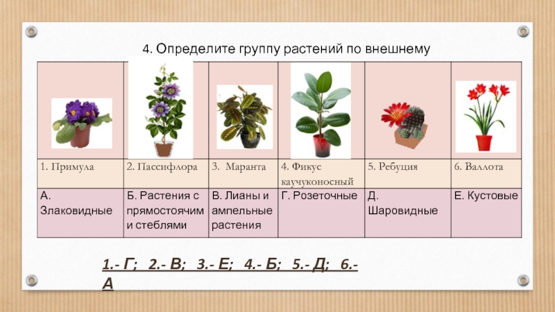 Определите растений группы. Определенные группы растений. Группы растений по внешнему виду. Рапрелелитк растение по группам. Перец группа растений