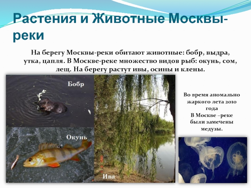Растения и Животные Москвы-рекиНа берегу Москвы-реки обитают животные: бобр, выдра, утка, цапля. В Москве-реке множество видов рыб: