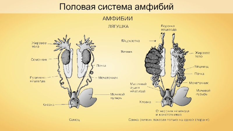 Женская половая система животных. Строение половой системы земноводных. Строение мочеполовой системы земноводных. Мочеполовая система самки лягушки. Половая и выделительная система амфибий.