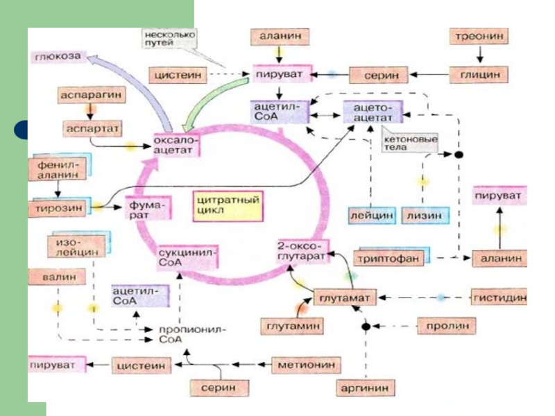 Особенности обмена глицина. Пути обмена АК. Основные пути обмена АК. Метаболическая карта обмен АК. 2. Основные пути обмена АК.
