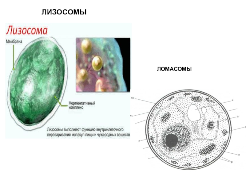 В образовании лизосом участвуют мембраны. Лизосомы строение. Эукариотическая клетка лизосомы. Цитоплазма грибной клетки. Ломасома.
