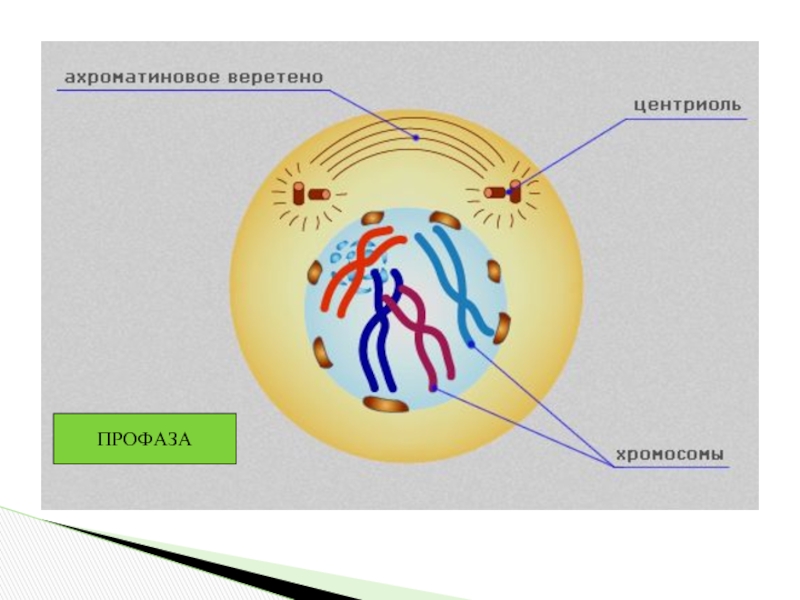 Профаза 2 рисунок с подписями