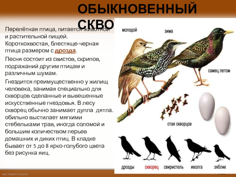 Размеры птиц. Песня Дрозды слова.