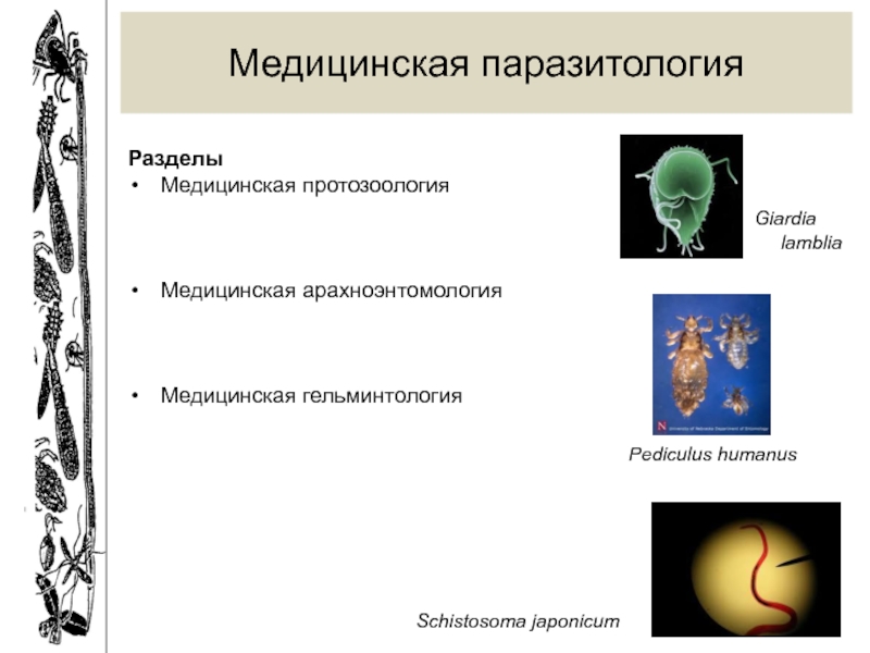 Медицинская протозоология презентация