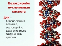 Дезоксирибо нуклеиновая кислота