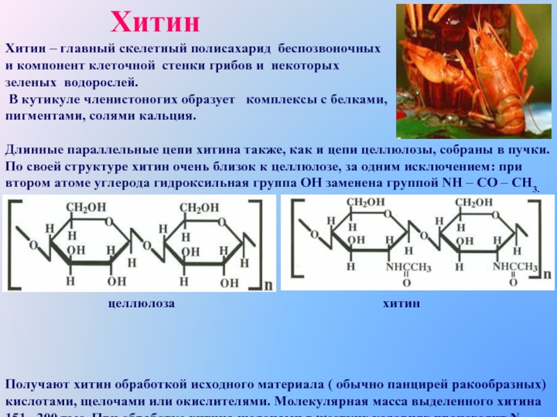 Презентация на тему полисахариды