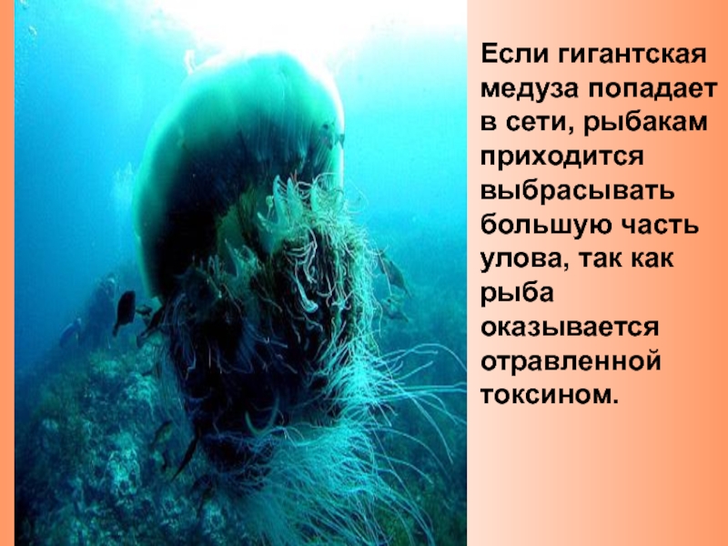 Если гигантская медуза попадает в сети, рыбакам приходится выбрасывать большую часть улова, так как рыба оказывается отравленной