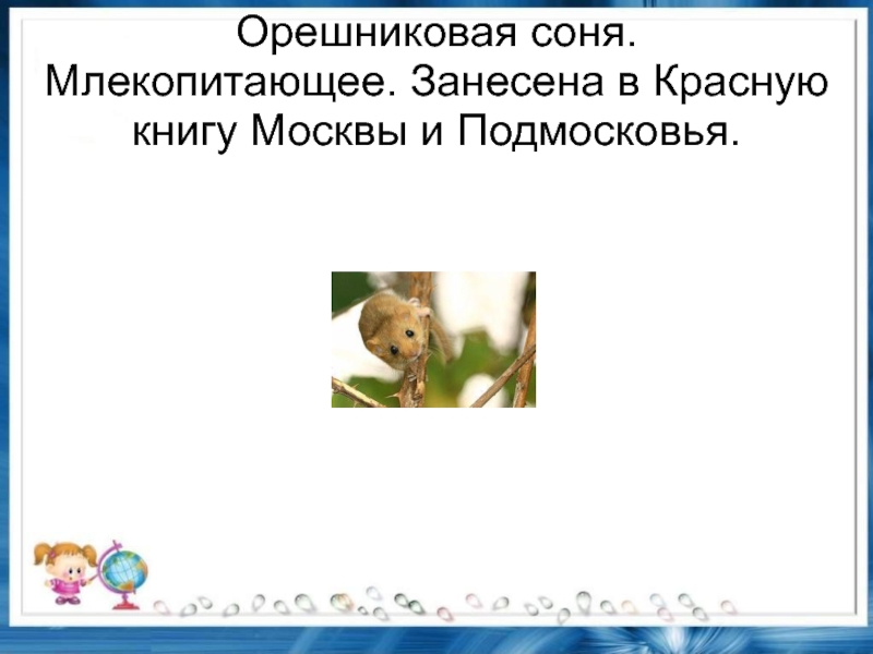 Орешниковая соня. Млекопитающее. Занесена в Красную книгу Москвы и Подмосковья