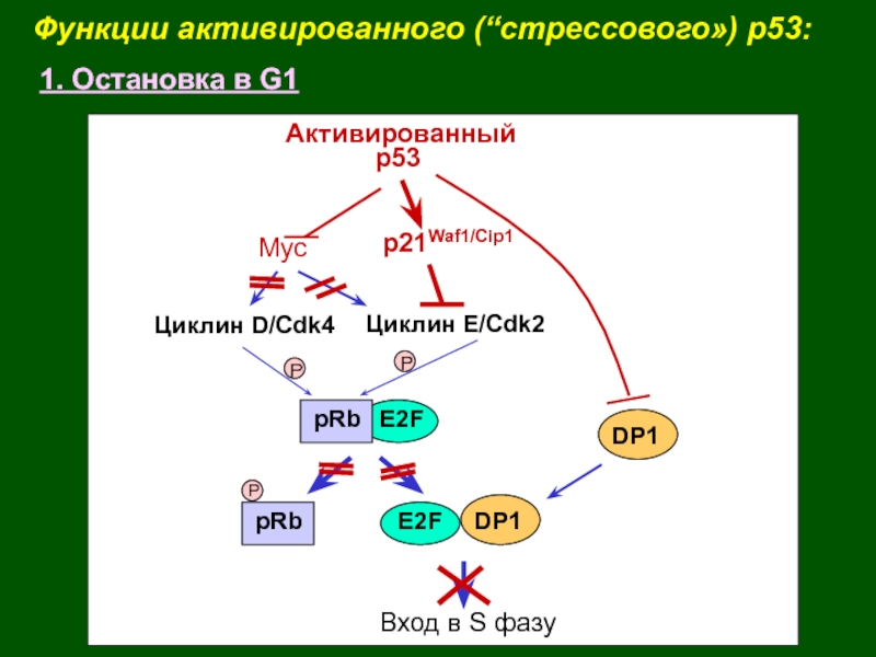 Функции активированного (“стрессового») p53:1. Остановка в G1pRbE2FpRbE2FDP1Циклин Е/Cdk2PPDP1Вход в S фазуАктивированный      р53p21Waf1/Cip1Циклин