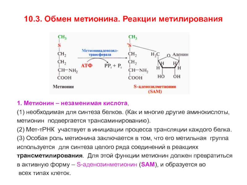 Метанин. Обмен метионина и реакции трансметилирования. Реакция образования активной формы метионина. Активация аминокислоты метионин. Реакции синтеза цистеина из метионина.