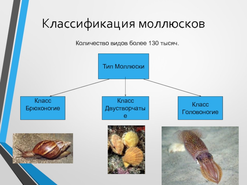 Класс моллюски кратко. Моллюски классификация. Тип моллюски классификация. Моллюски классификация систематика. Классификация моллюсков схема.