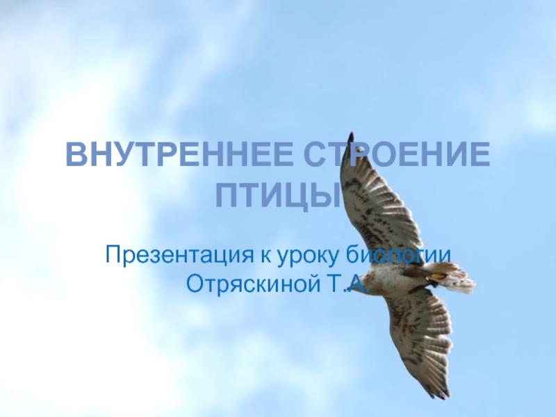 Внутреннее строение птиц