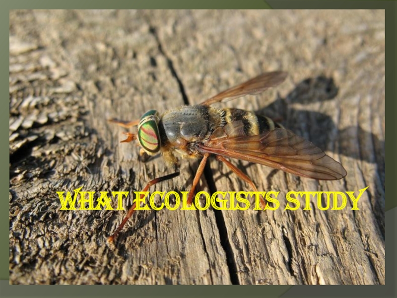 What ecologists study