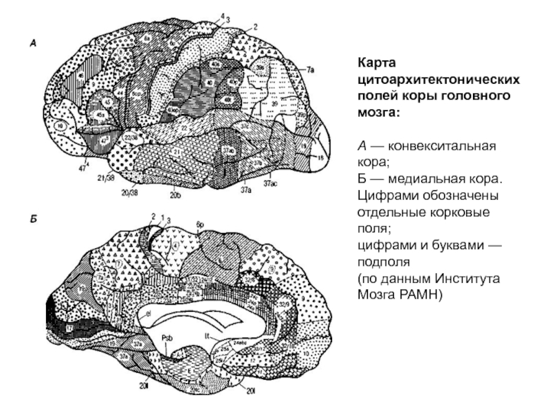 Конвекситальные пространства. Цитоархитектонические корковые поля. Апраксия кора головного мозга. Карта цитоархитектонических полей коры головного. Цитоархитектонические поля коры мозга.