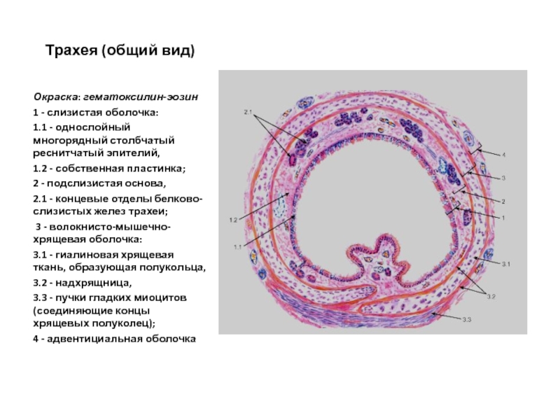 Дыхательная система гистология презентация