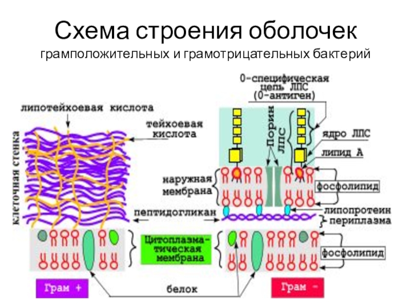 Заполнить схему значение бактерий