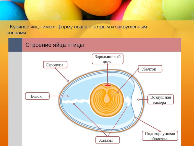 Имей яйца. Что имеет форму яйца. Строение яйца круглого. Какой формы куриное яйцо. Яйцо закругленной формы.