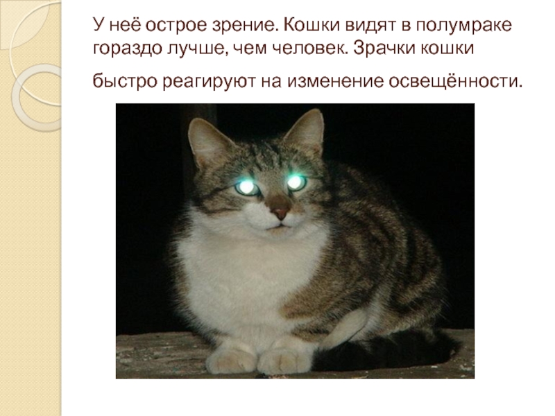 У неё острое зрение. Кошки видят в полумраке гораздо лучше, чем человек. Зрачки кошки быстро реагируют на