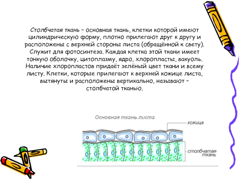 Функция столбчатой ткани листа