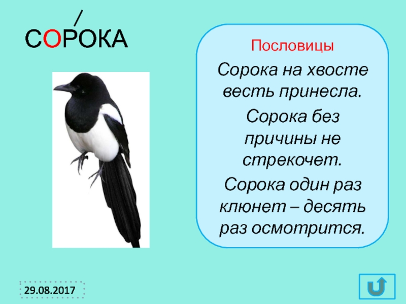 Загадка однокоренные. Пословицы про сороку. Сорока однокоренные слова. Сорока на хвосте принесла. Пословица про сороку 1 класс.