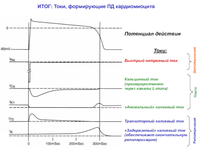 Быстрей ток. Потенциал действия кардиомиоцитов предсердий. Потенциал действия кардиомиоцита желудочка. Потенциал действия рабочего кардиомиоцита желудочков. Потенциал действия рабочих кардиомиоцитов. Фазы, ионные механизмы..