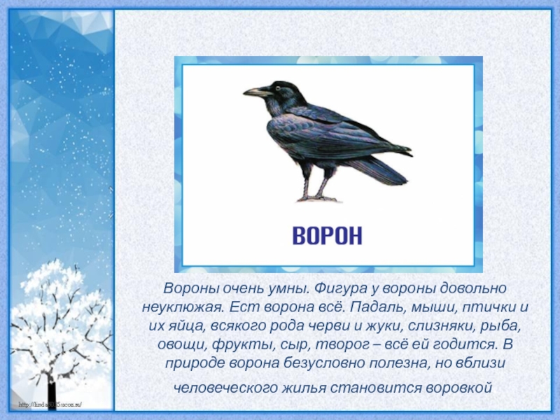 Ворон ласково. Очень умная ворона. Ворона ласково. Вороны очень умные птицы. Ворона зимой стихи.