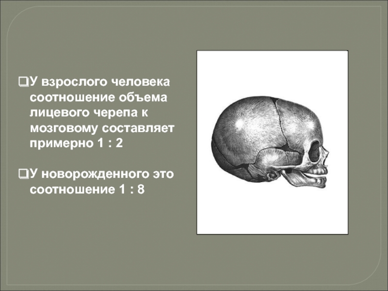 У взрослого человека соотношение объема лицевого черепа к мозговому составляет примерно 1 : 2 У новорожденного это