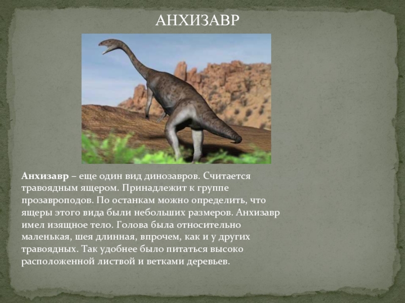 Анхизавр – еще один вид динозавров. Считается травоядным ящером. Принадлежит к группе прозавроподов. По останкам можно определить, что