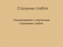 Строение стебля