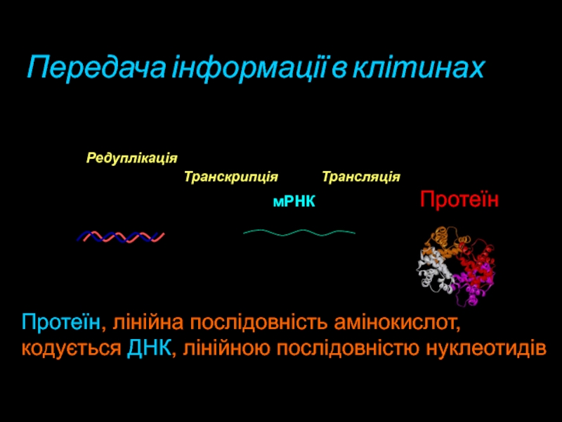 мРНКПротеїнДНКТранскрипціяТрансляція“Центральна догма” молекулярної біологіїРедуплікаціяПередача інформації в клітинах Протеїн, лінійна послідовність амінокислот,кодується ДНК, лінійною послідовністю нуклеотидів