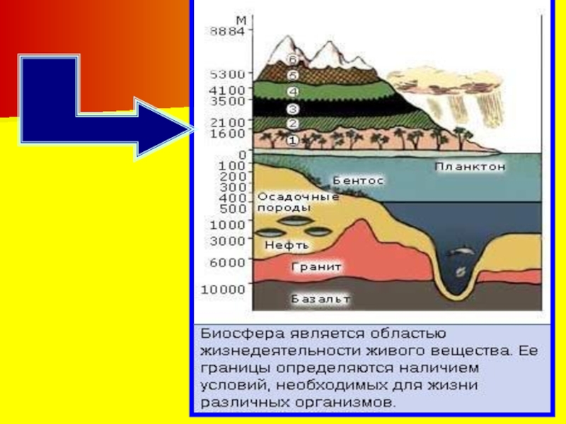 Биосфера рефераты