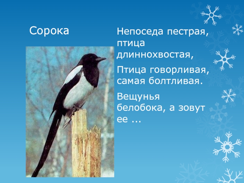 Длиннохвостая самая болтливая. Птица говорливая самая болтливая. Пёстрая длиннохвостая самая болтливая. Зимующие птицы длиннохвостая Белобокая. Вещунья белобока а зовут её.