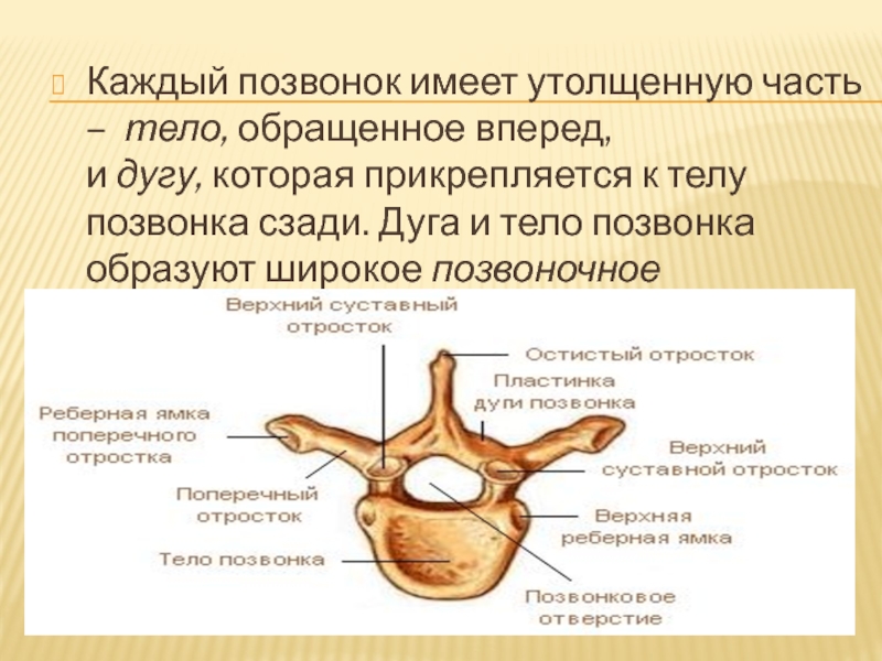 Форма тел позвонков. Тело позвонка. Позвонок имеет. Что имеет каждый позвонок. Позвонок имеет тело дугу.