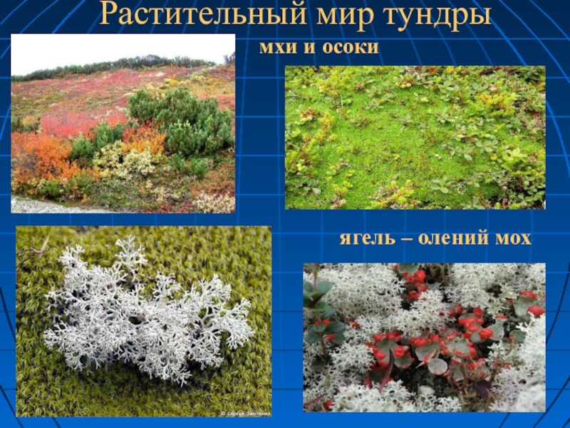 Примеры растений в тундре. Растения тундровой зоны. Растения тундры ягель. Природная зона тундра растения. Тундра природная зонарастегия.
