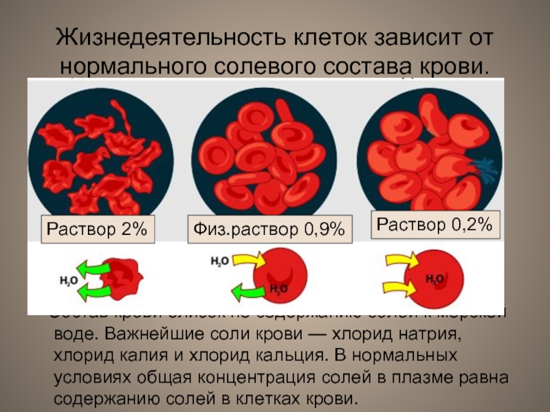 Концентрация калия в плазме крови