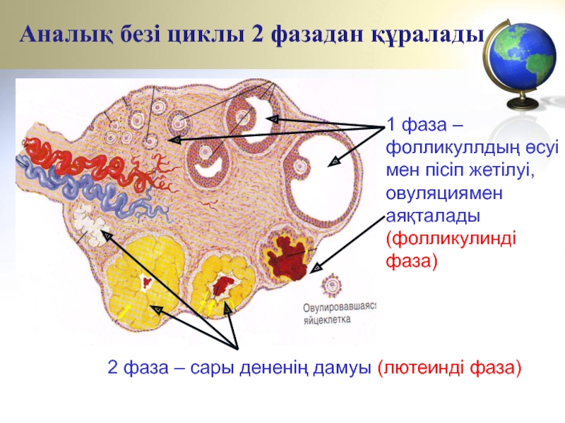 Аналық безі циклы 2 фазадан құралады2 фаза – сары дененің дамуы (лютеинді фаза)1 фаза – фолликуллдың өсуі
