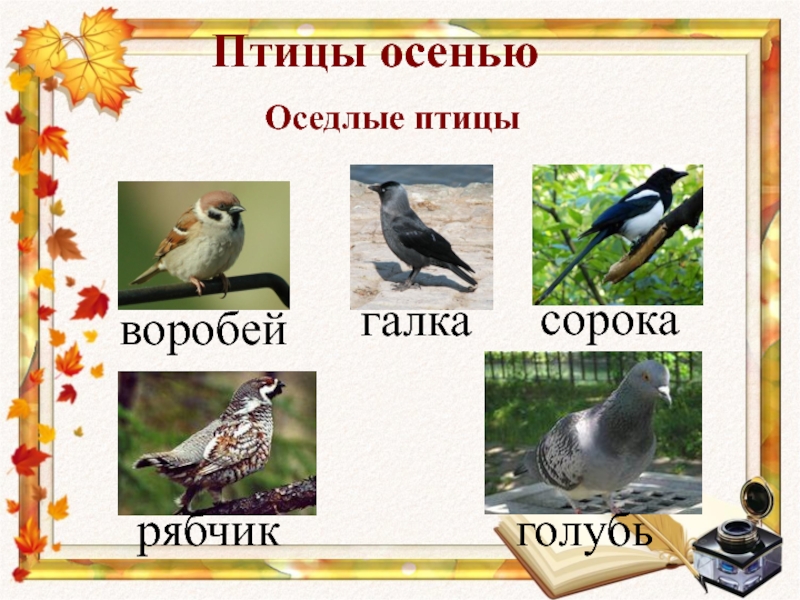Оседлые это какие. Оседлые птицы. Оседлые птицы названия. Перелетные и оседлые птицы. Оседлые птицы для дошкольников.