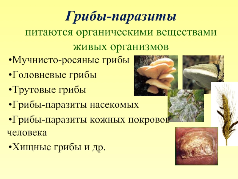 Грибы живут в организме. Характеристика грибов паразитов. Грибы паразиты. Роль грибов в природе и жизни человека.. Роль грибов паразитов в природе. Грибы паразиты роль в природе.