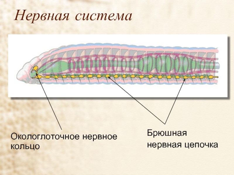 Нервная система у кольчатых черве. Нервная система кольчатых червей. Кольчатые черви нервная система окологлоточное кольцо. Нервная система кольчатых. Окологлоточное кольцо черви.