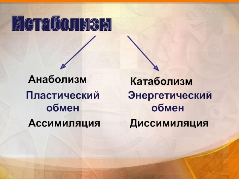 Презентация по обмену веществ