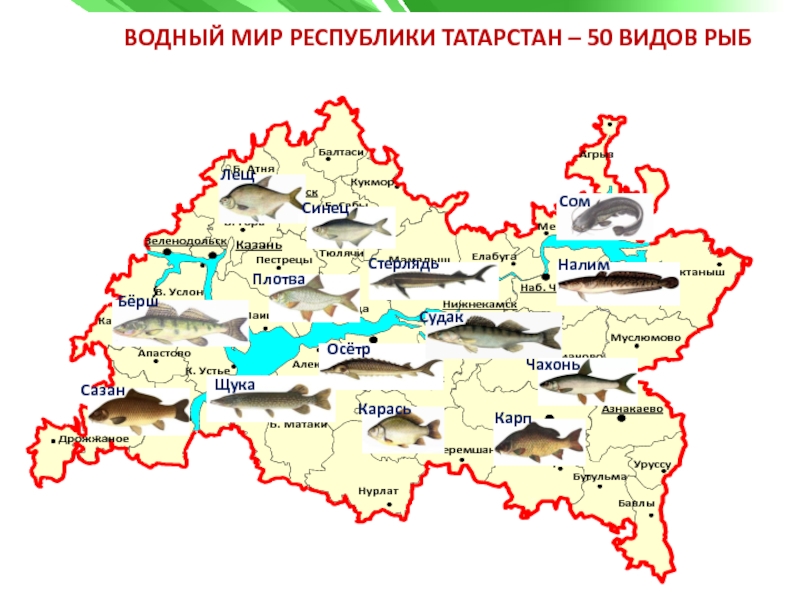 Мир татарстан. Карта Татарстана животный мир. Растительный мир Республики Татарстан. Водный мир Республики Татарстан. Республика Татарстан на карте.