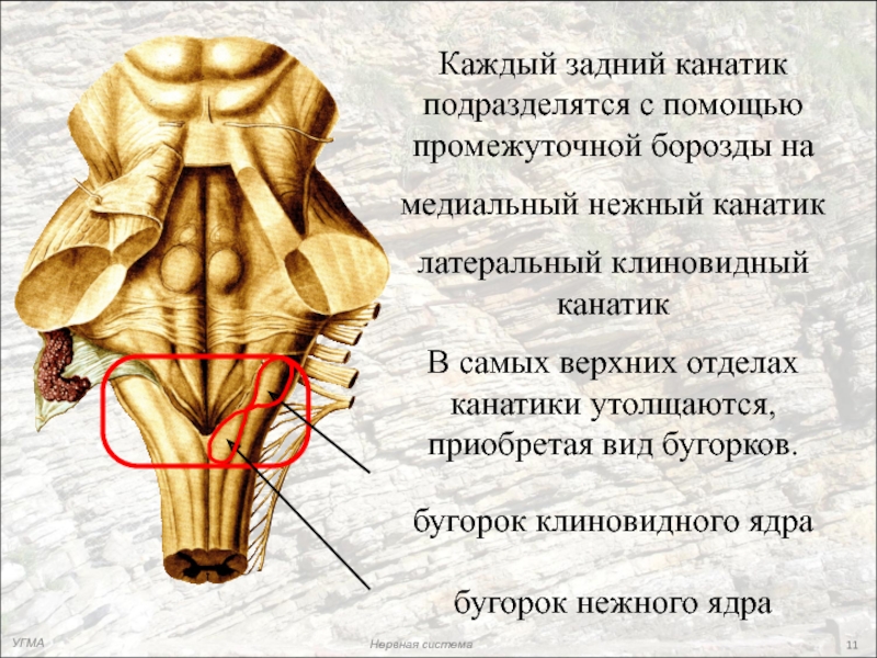 Венерин бугорок фото