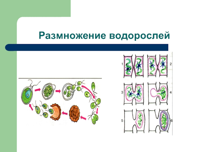 Массовое размножение водорослей вдоль азовского моря. Эдогониевые водоросли размножение. Тест размножение водорослей. Байкал размножение водорослей. Кроссворд размножение водорослей.