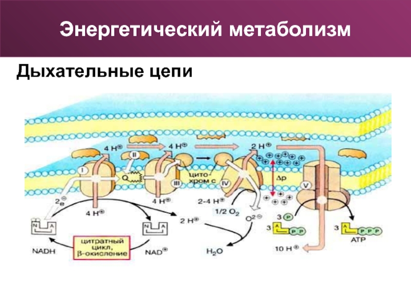 Энергетический обмен веществ презентация