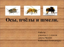 Осы, пчёлы и шмели